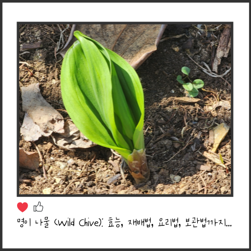 명이 나물 (Wild Chive): 효능, 재배법, 요리법, 보관법까지