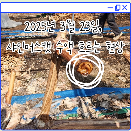 2025년 3월 23일, 샤인머스캣 수액 흐르는 현상